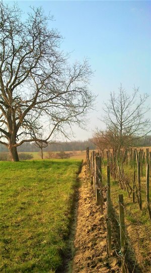 Les dernières vignes
