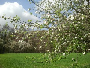 Spring in the orchards